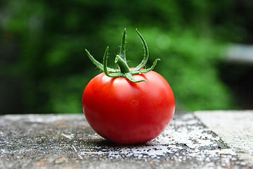 Tomato, Red Siberian