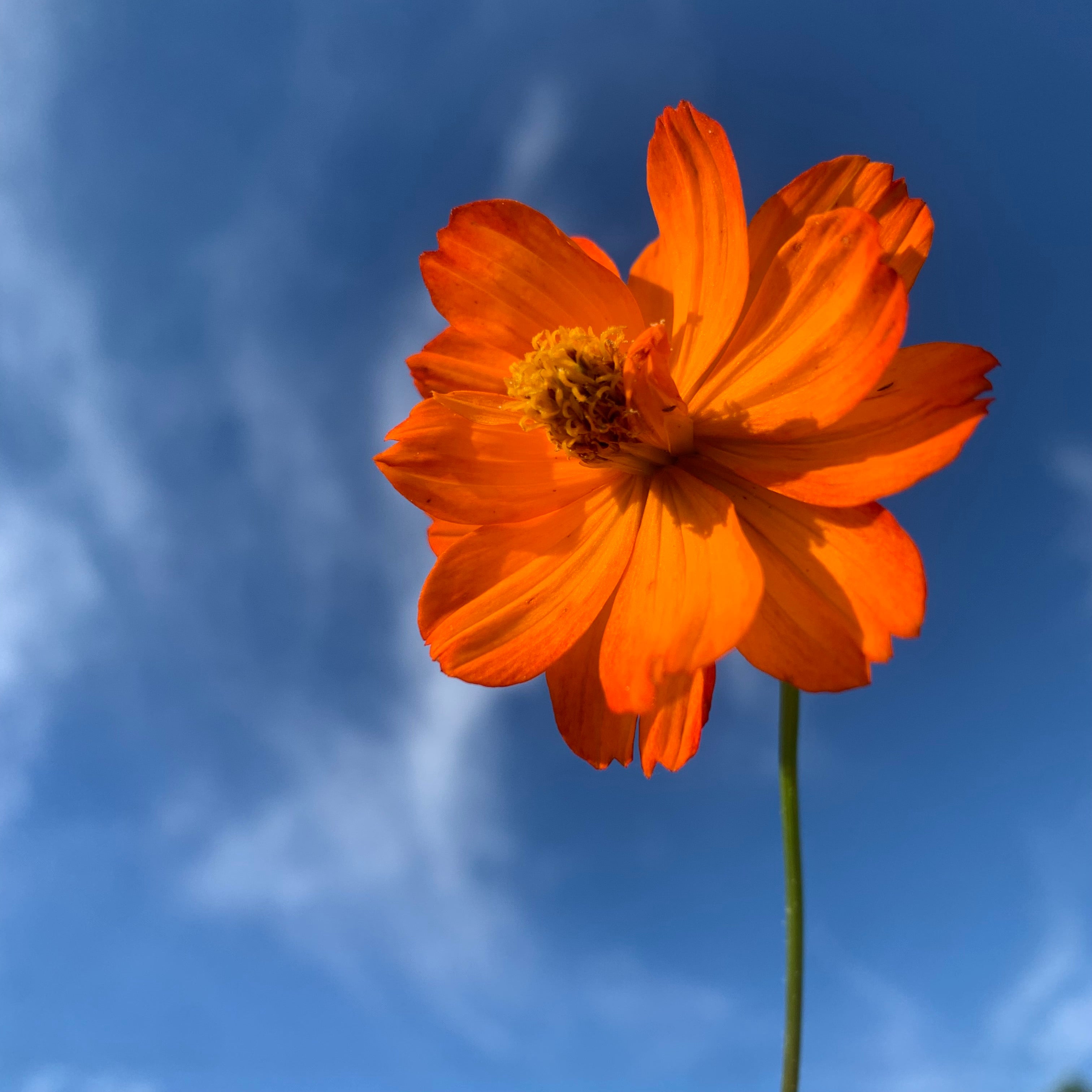 Sulfur Cosmos, dried – Snapdragon Flower Farm