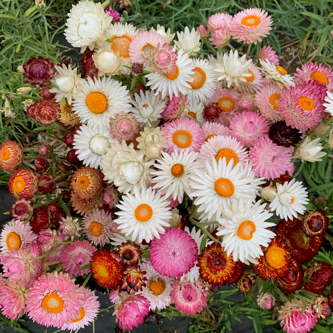 Strawflower, Mixed Color, Wrapped